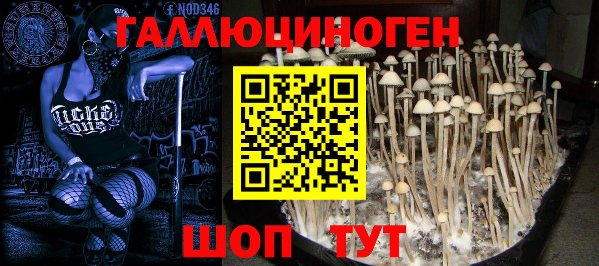 Хасавюрт  Псилоцибиновые грибы MAGIC MUSHROOMS  Вход с VPN 